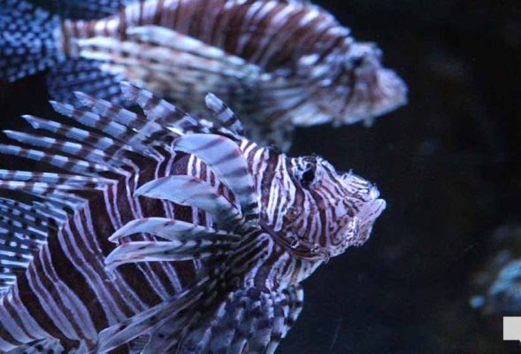 June 7, 2026 Ripleys Aquarium of Canada Toronto1353
