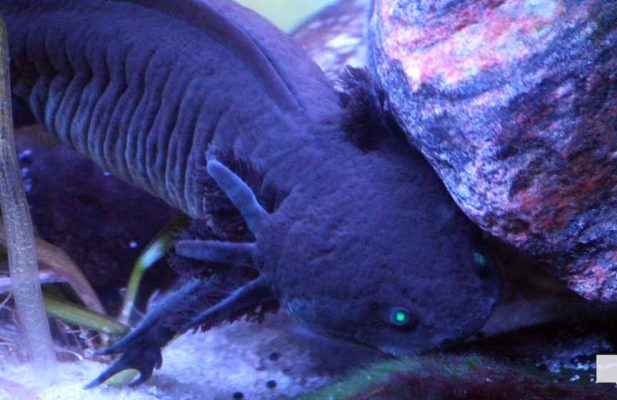 June 7, 2026 Ripleys Aquarium of Canada Toronto1354