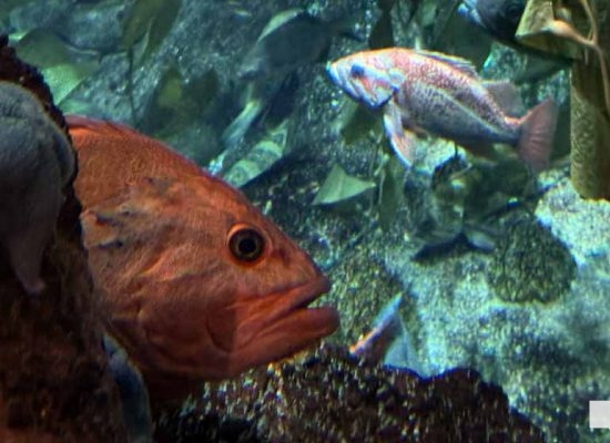 June 7, 2026 Ripleys Aquarium of Canada Toronto1355
