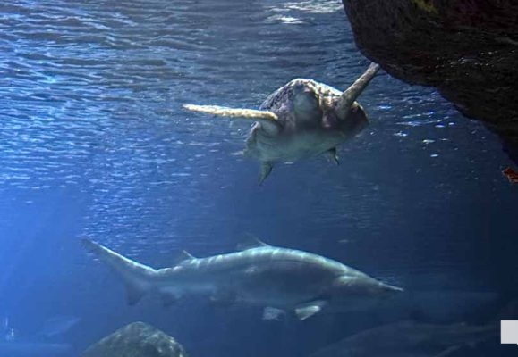 June 7, 2026 Ripleys Aquarium of Canada Toronto1356