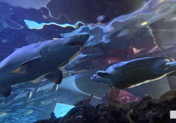 June 7, 2026 Ripleys Aquarium of Canada Toronto1357