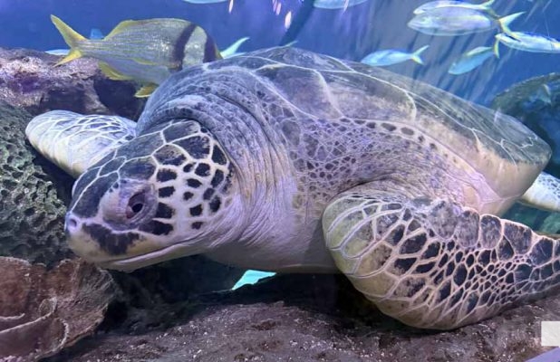 June 7, 2026 Ripleys Aquarium of Canada Toronto1358