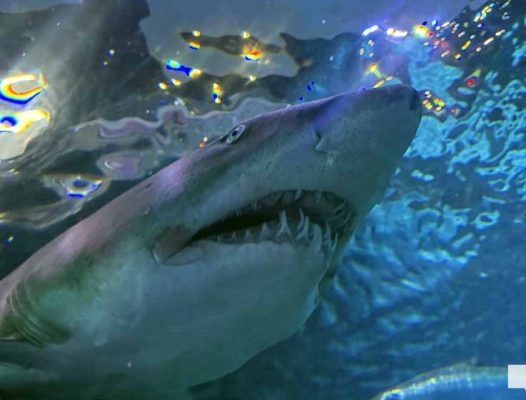 June 7, 2026 Ripleys Aquarium of Canada Toronto1359