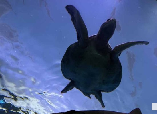 June 7, 2026 Ripleys Aquarium of Canada Toronto1360