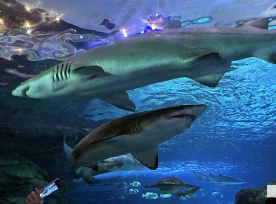 June 7, 2026 Ripleys Aquarium of Canada Toronto1361