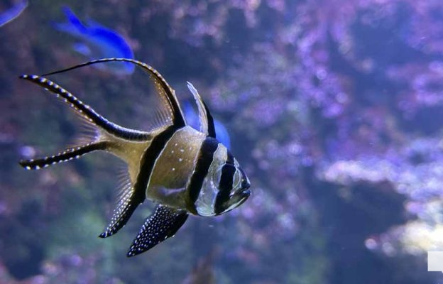 June 7, 2026 Ripleys Aquarium of Canada Toronto1363