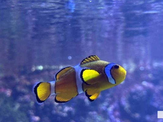 June 7, 2026 Ripleys Aquarium of Canada Toronto1364