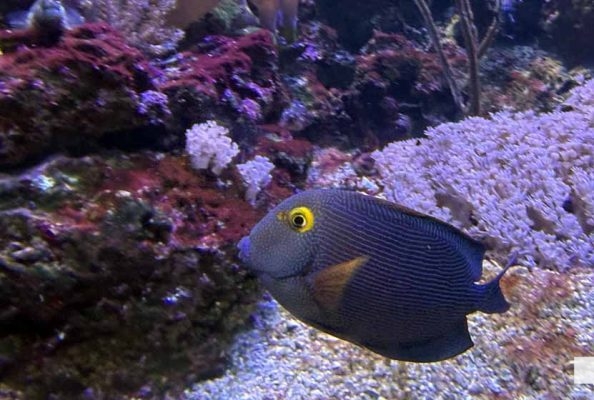 June 7, 2026 Ripleys Aquarium of Canada Toronto1365