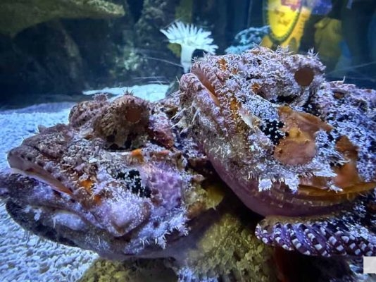 June 7, 2026 Ripleys Aquarium of Canada Toronto1366
