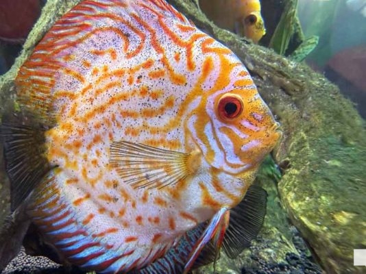 June 7, 2026 Ripleys Aquarium of Canada Toronto1367