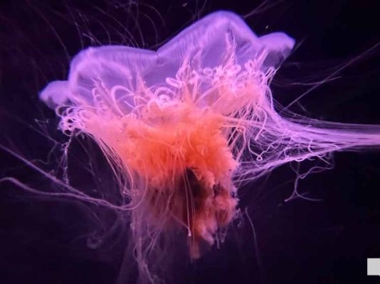 June 7, 2026 Ripleys Aquarium of Canada Toronto1370