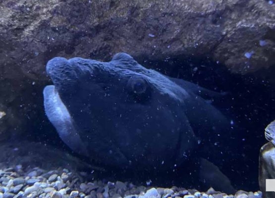 June 7, 2026 Ripleys Aquarium of Canada Toronto1374