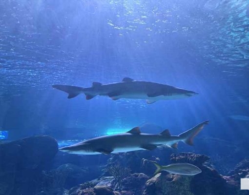 June 7, 2026 Ripleys Aquarium of Canada Toronto1375