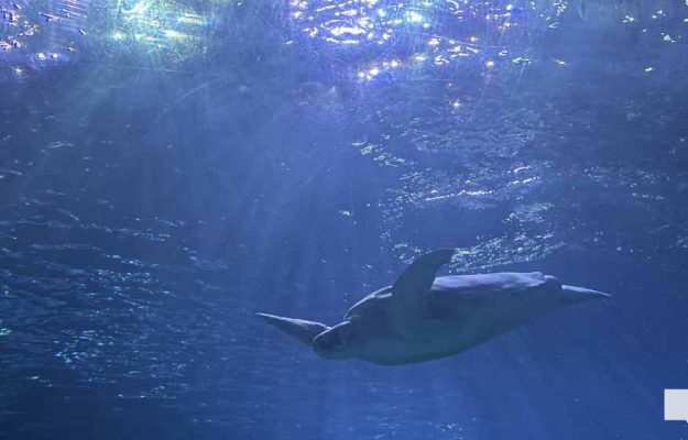 June 7, 2026 Ripleys Aquarium of Canada Toronto1376