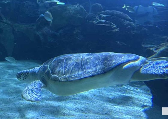 June 7, 2026 Ripleys Aquarium of Canada Toronto1377