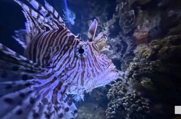 June 7, 2026 Ripleys Aquarium of Canada Toronto1378