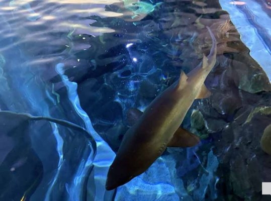 June 7, 2026 Ripleys Aquarium of Canada Toronto1381