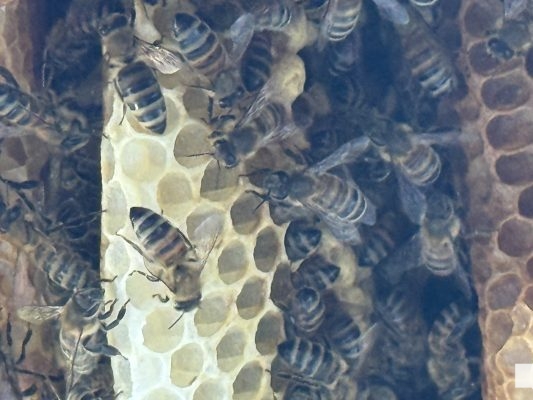 June 8, 2026 Dancing Bee1385