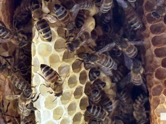 June 8, 2026 Dancing Bee1385