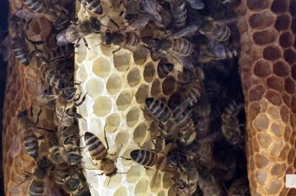 June 8, 2026 Dancing Bee1386