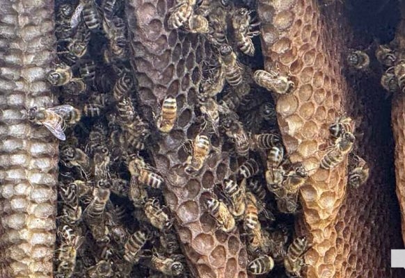 June 8, 2026 Dancing Bee1389