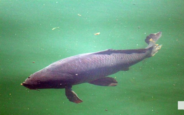 July 11, 2026 Carp2764