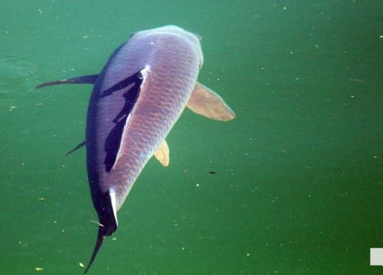 July 11, 2026 Carp2765