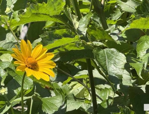 July 12, 2026 Cobourg Ecology Garden 30th Anniversary2787