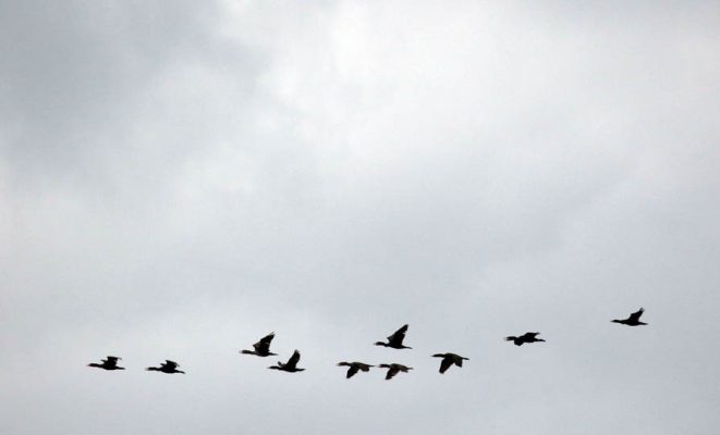 July 21, 2026 Geese3173