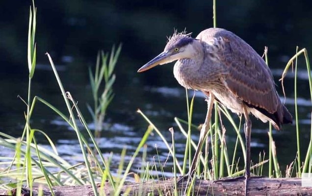 July 24, 2026 Chris Garrett Memorial Park Blue Heron3227