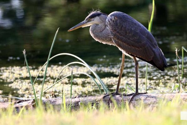July 24, 2026 Chris Garrett Memorial Park Blue Heron3228