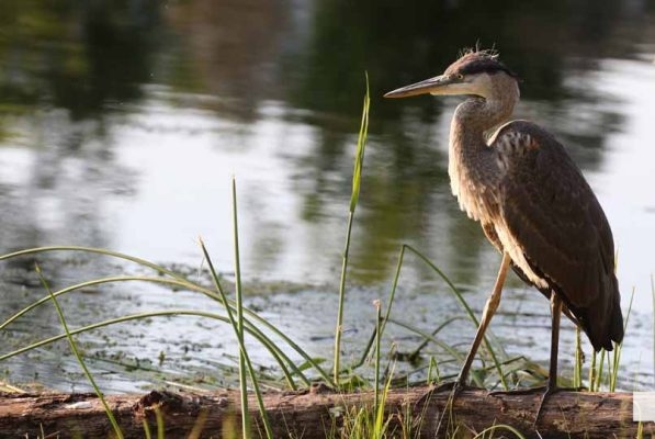 July 24, 2026 Chris Garrett Memorial Park Blue Heron3229