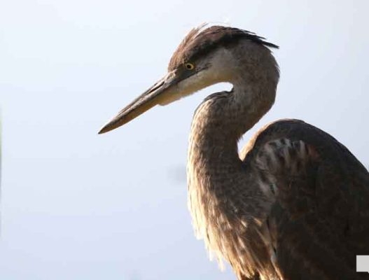 July 24, 2026 Chris Garrett Memorial Park Blue Heron3230