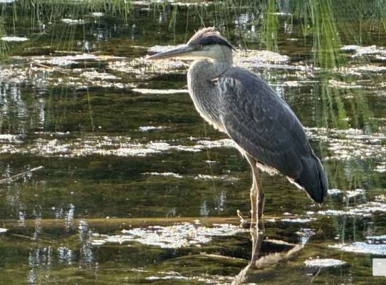 July 24, 2026 Chris Garrett Memorial Park Blue Heron3231