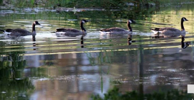 July 24, 2026 Chris Garrett Memorial Park Geese3232