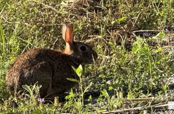 July 24, 2026 Chris Garrett Memorial Park Rabbit3233