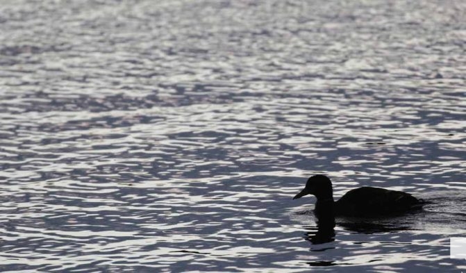 July 29, 2026 Duck3346
