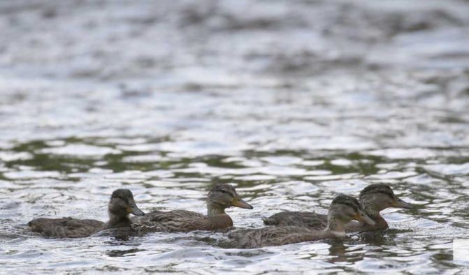 August 19, 2026 Ducks4280