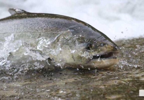 August 19, 2026 Salmon4273