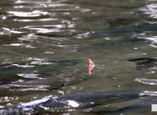 August 19, 2026 Salmon4275