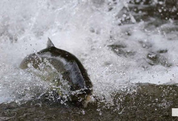 August 19, 2026 Salmon4276