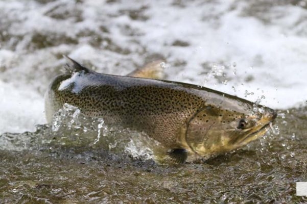 August 19, 2026 Salmon4277