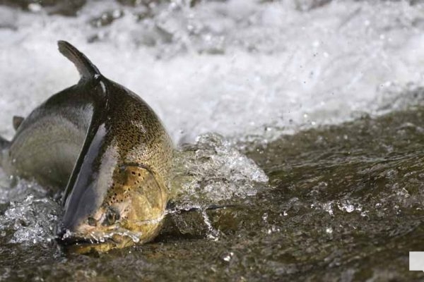 August 19, 2026 Salmon4278