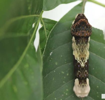 August 22, 2026 Butterfly Tag Day Dorothys House Museum4357