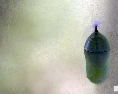 August 22, 2026 Butterfly Tag Day Dorothys House Museum4358