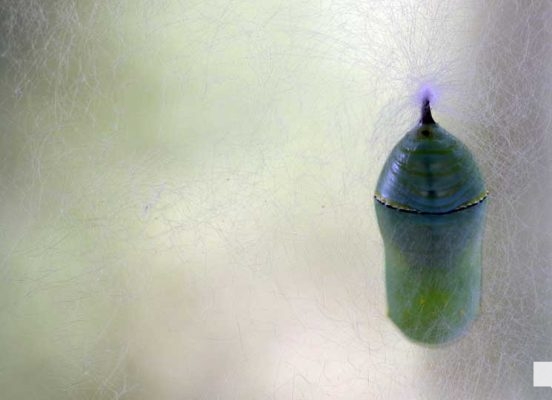 August 22, 2026 Butterfly Tag Day Dorothys House Museum4359