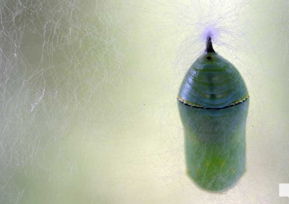 August 22, 2026 Butterfly Tag Day Dorothys House Museum4360
