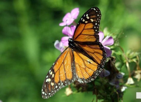August 22, 2026 Butterfly Tag Day Dorothys House Museum4362