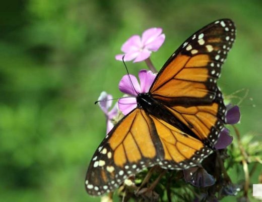 August 22, 2026 Butterfly Tag Day Dorothys House Museum4363