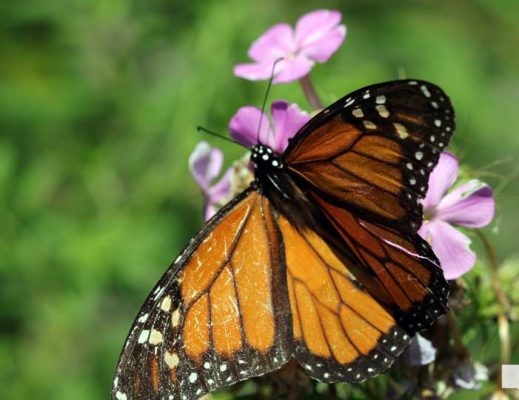 August 22, 2026 Butterfly Tag Day Dorothys House Museum4364